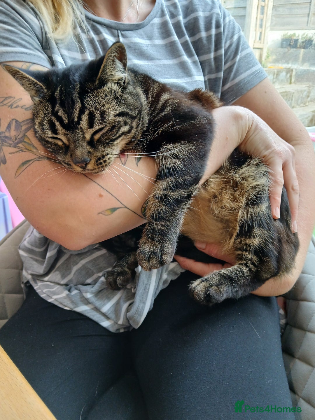 Domestic Shorthair cats for sale: Tabby Domestic Shorthair - Image 3