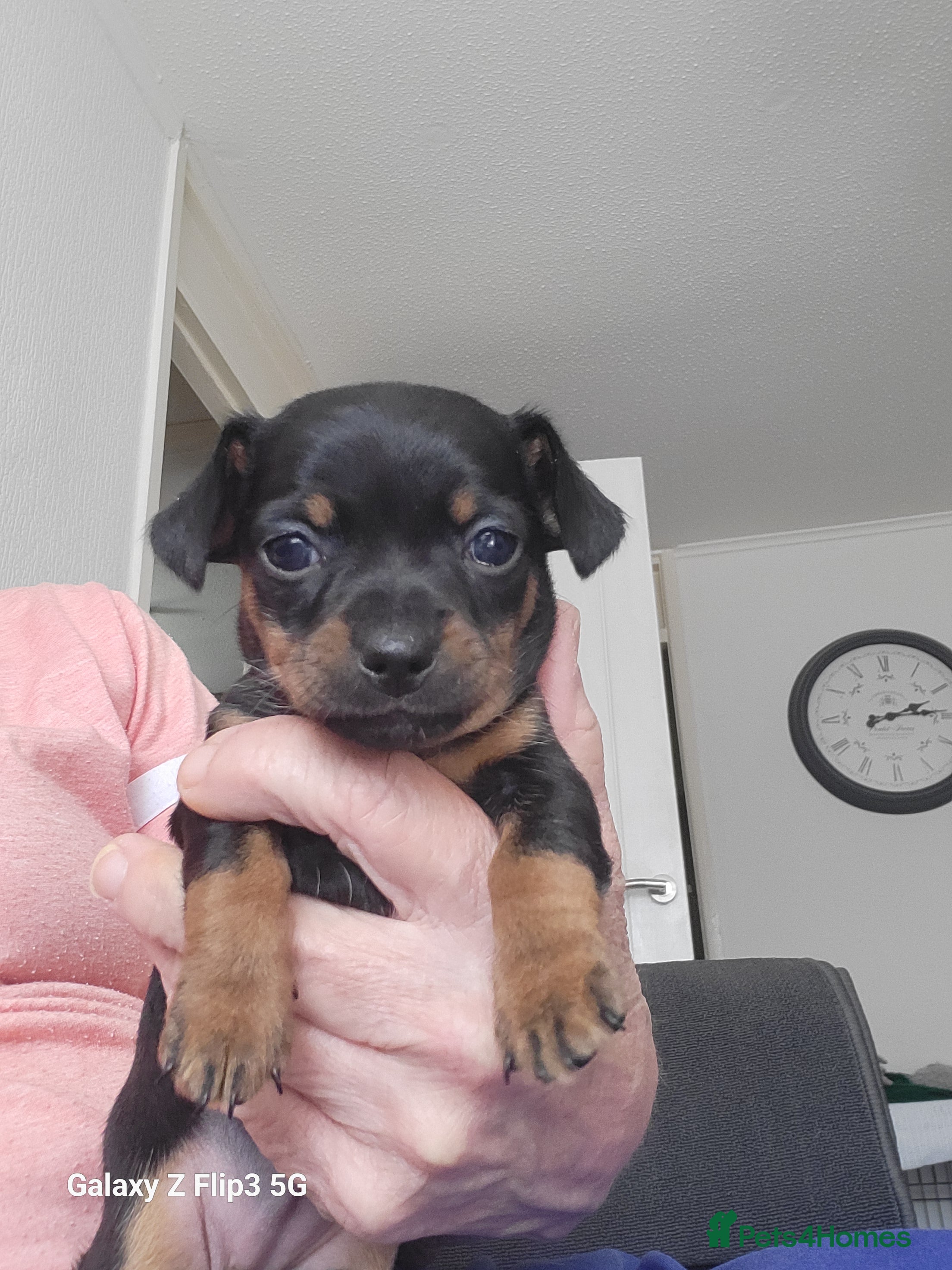 Chiweenie dogs Chiweenies for sale  - Advert 12