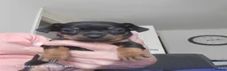 Chiweenie dogs for sale: Chiweenies for sale  - Advert 1