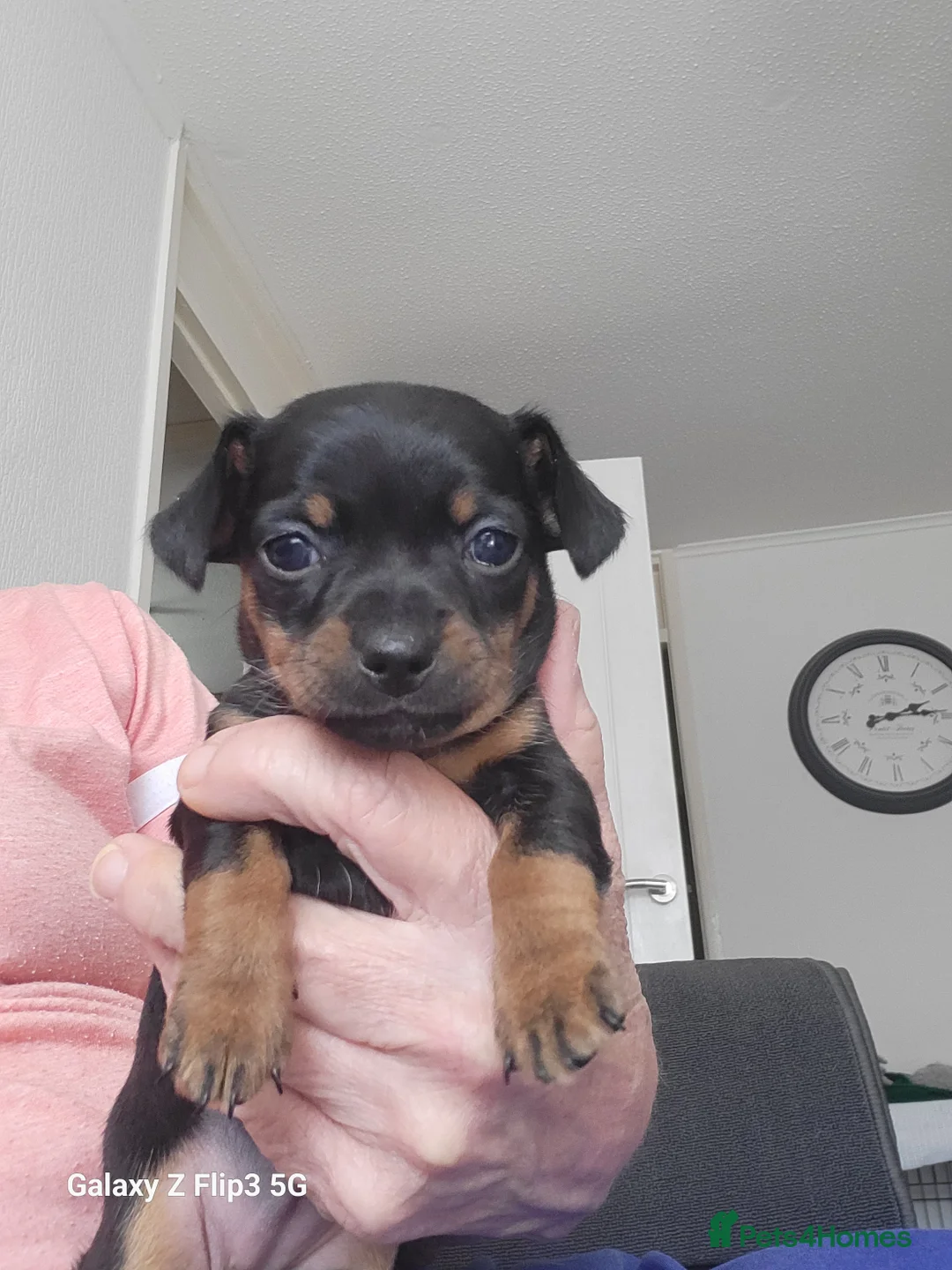 Chiweenie dogs for sale: Chiweenies for sale  - Advert 1