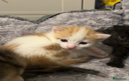 Mixed Breed cats for sale: 3 mixed breed kittens available - Image 25