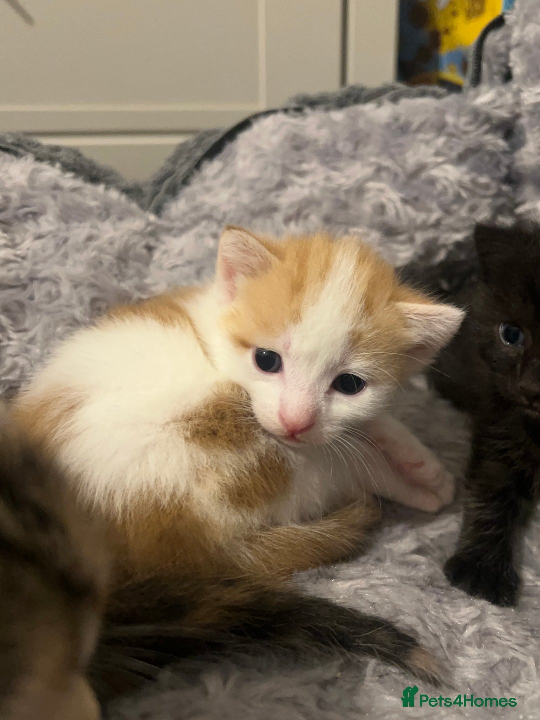 Mixed Breed cats for sale: 3 mixed breed kittens available - Image 25