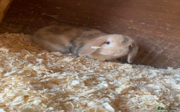 Mini Lop rabbits for sale: 2 beautiful baby mini lops for sale  - Image 1
