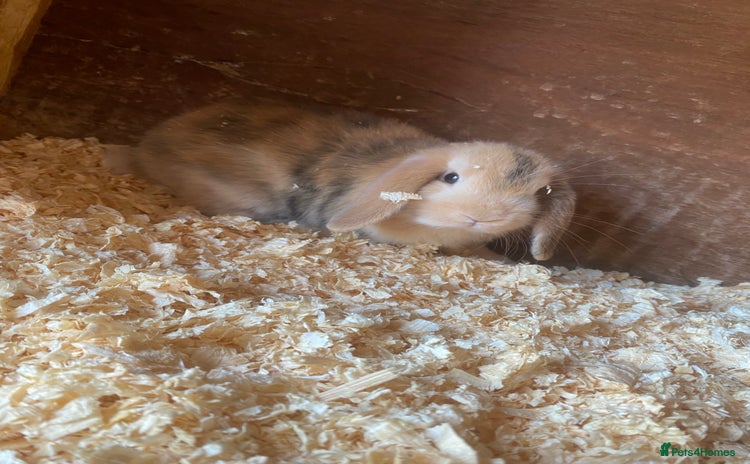 Mini Lop rabbits - Advert 14