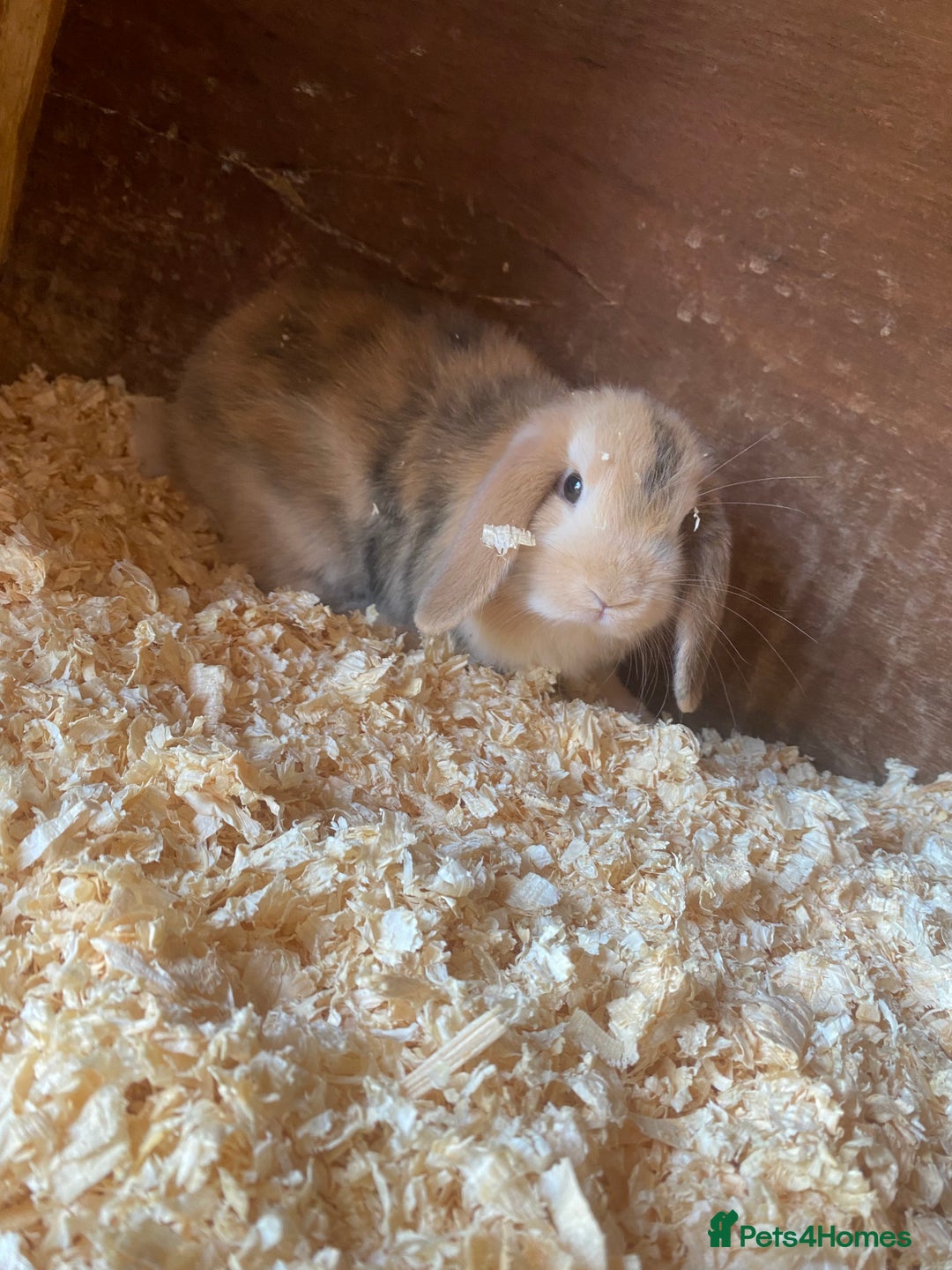 Mini Lop rabbits for sale: 2 beautiful baby mini lops for sale  - Image 1