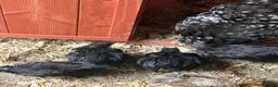 Chickens poultry for sale: Black mottled Pekin bantam pullets  - Advert 4