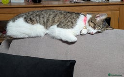 Mixed Breed cats for sale: Tinkerbell is Ready Free to good home! - Image 12
