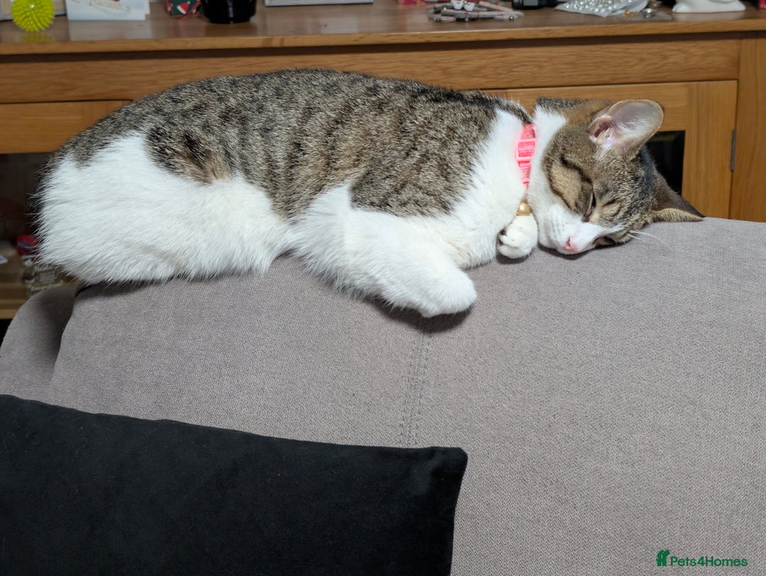 Mixed Breed cats for sale: Tinkerbell is Ready Free to good home! - Image 12