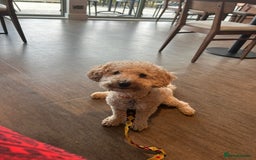 Cockapoo dogs for sale: F1b cockapoo - Image 8