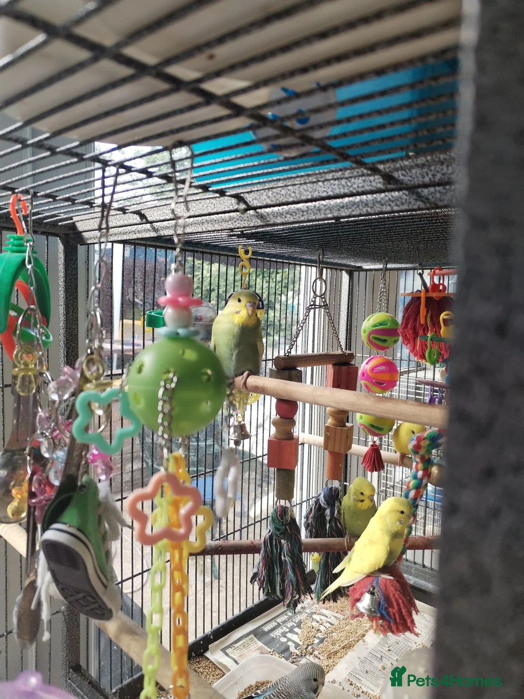 Budgerigars birds for sale: Beautiful baby budgies  - Advert 11