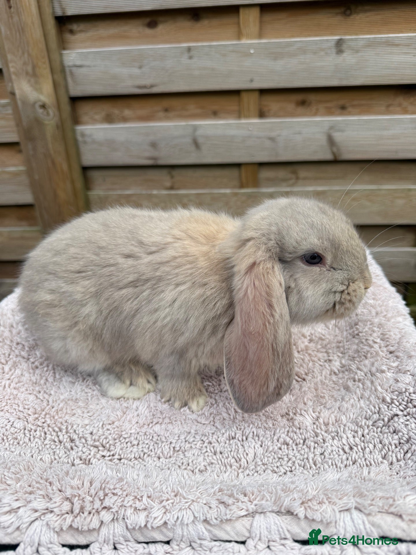 French Lop rabbits for sale: Baby French Lops ready to reserve - Advert 1