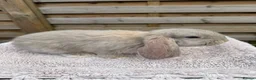 French Lop rabbits for sale: Baby French Lops ready to reserve - Advert 1