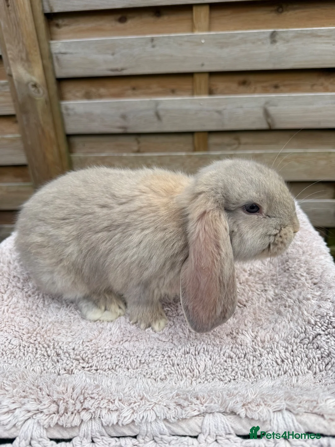French Lop rabbits for sale: Baby French Lops ready to reserve - Advert 1