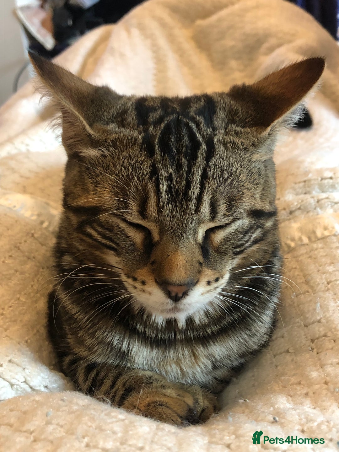 Bengal cats for sale: Bengal cross - Image 1