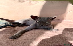 Sphynx cats for sale: Dwelf and Elf kittens - Image 15