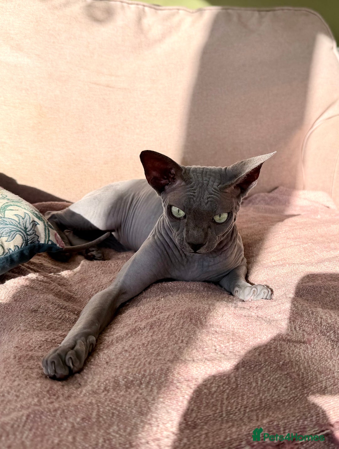 Sphynx cats for sale: Dwelf and Elf kittens - Image 15