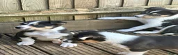 Border Collie dogs for sale: Boarder collie  - Advert 7