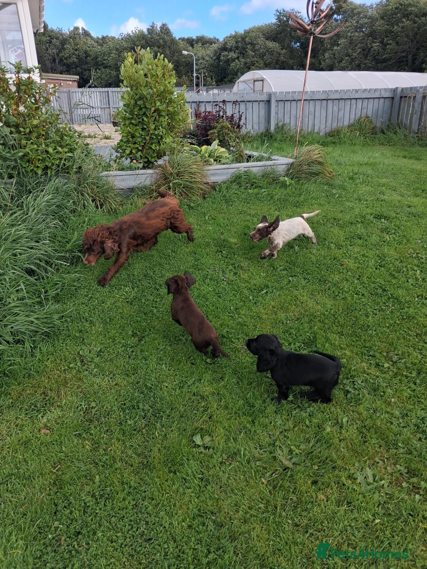 Cocker Spaniel dogs Working cocker spaniel pups  - Advert 2