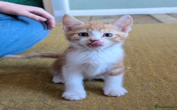 Mixed Breed cats for sale: Female and Male Ginger Kittens  - Image 5