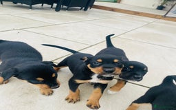 Rottweiler dogs for sale: 5 beautiful Rottweiler X puppies  - Image 12