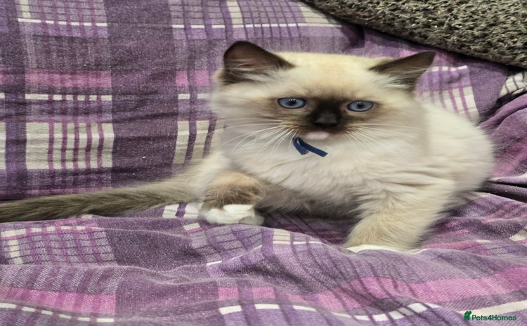 Ragdoll cats - Advert 2