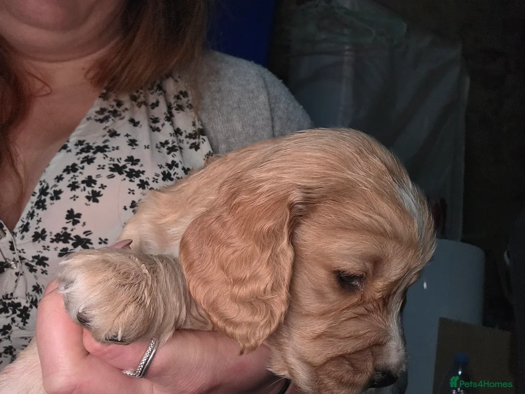 Cocker Spaniel dogs for sale: Cocker Spaniel Puppies (available for veiwing) - Advert 19
