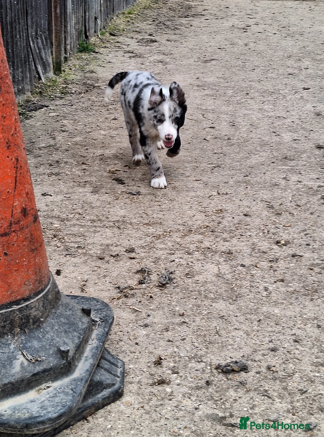 Border Collie dogs for sale: Beautiful male border collie puppies available - Advert 2
