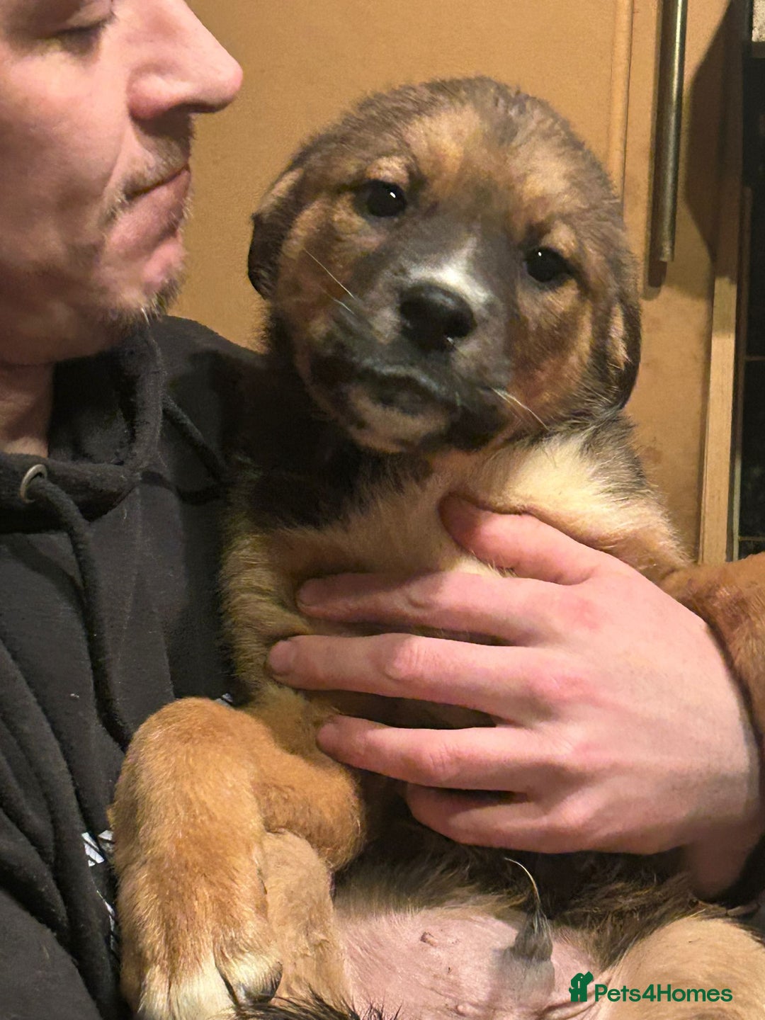 Mixed Breed dogs for sale: Masakiweiler pups - Advert 15