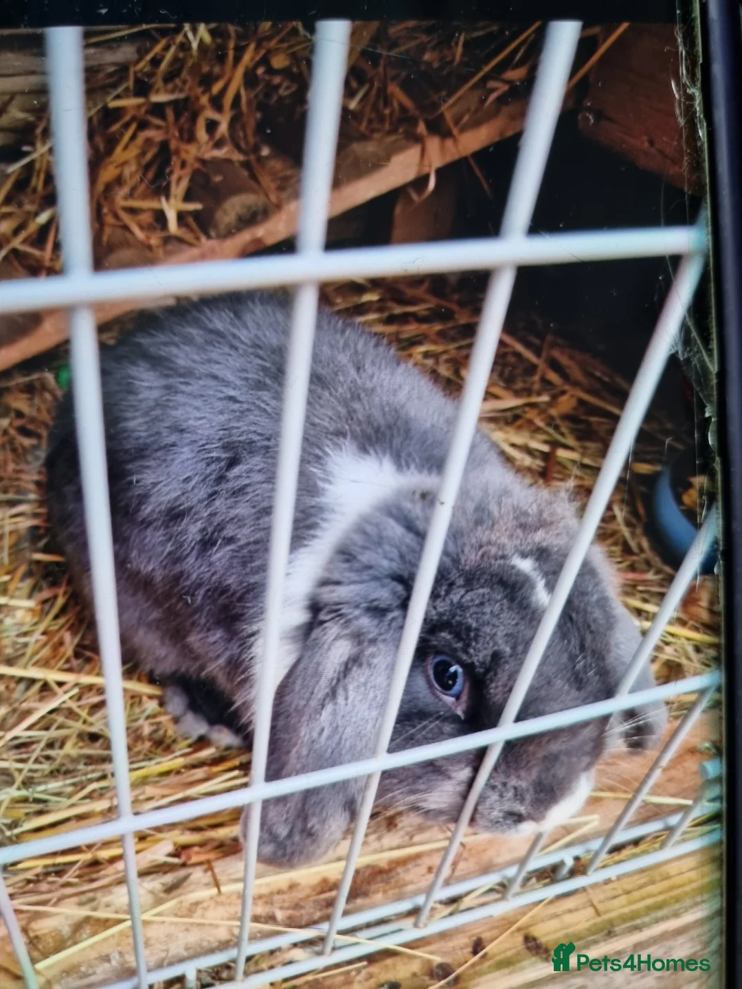 Mixed Breed rabbits for sale: Dwarf baby rabbits - Advert 8