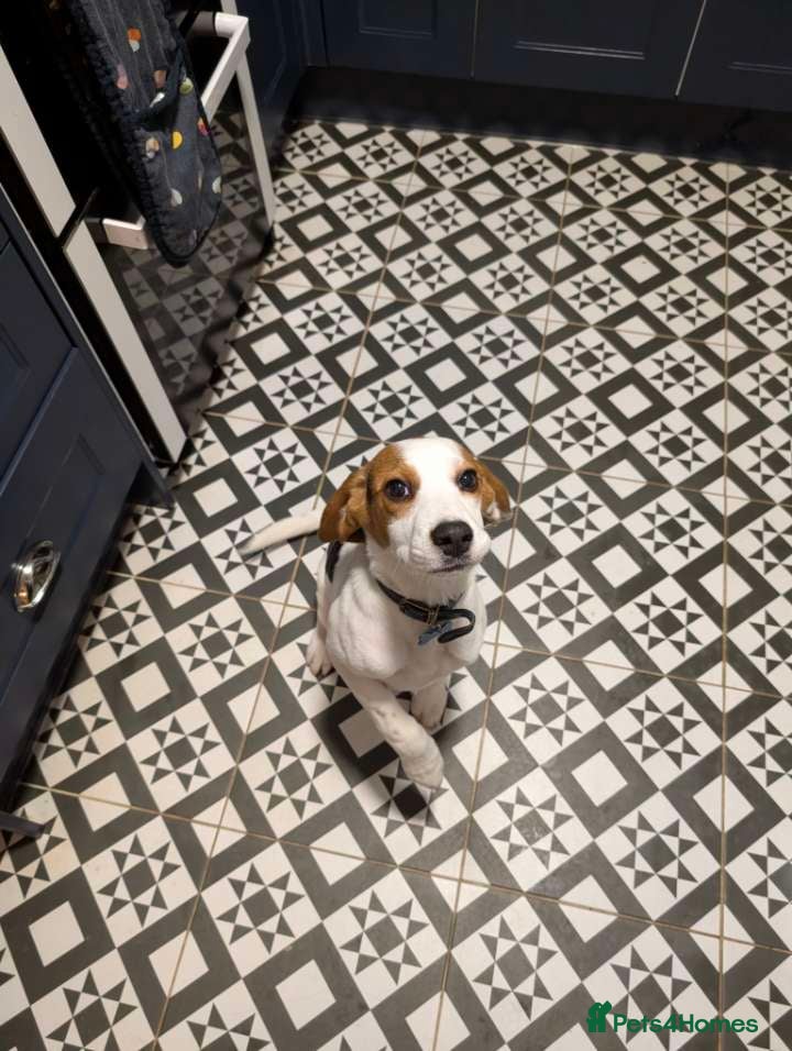 Beagle dogs Beagle boy 6 months old - Advert 1