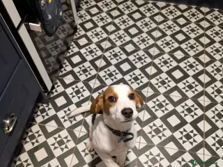 Beagle dogs Beagle boy 6 months old - Advert 1