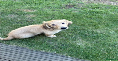Miniature Dachshund dogs - Advert 8