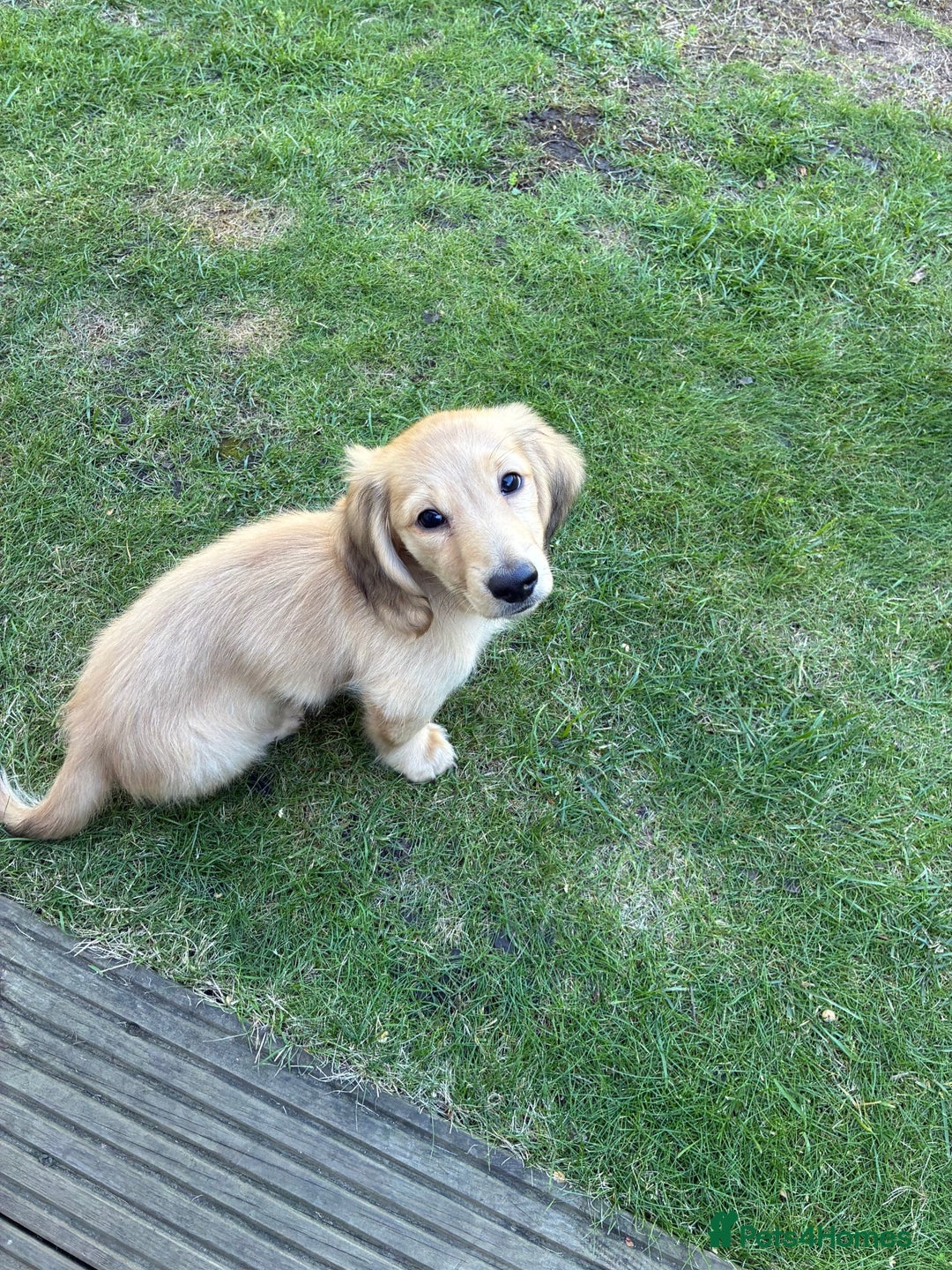 Miniature Dachshund dogs for sale: Cream Long/haired Miniature Daschund  - Image 3