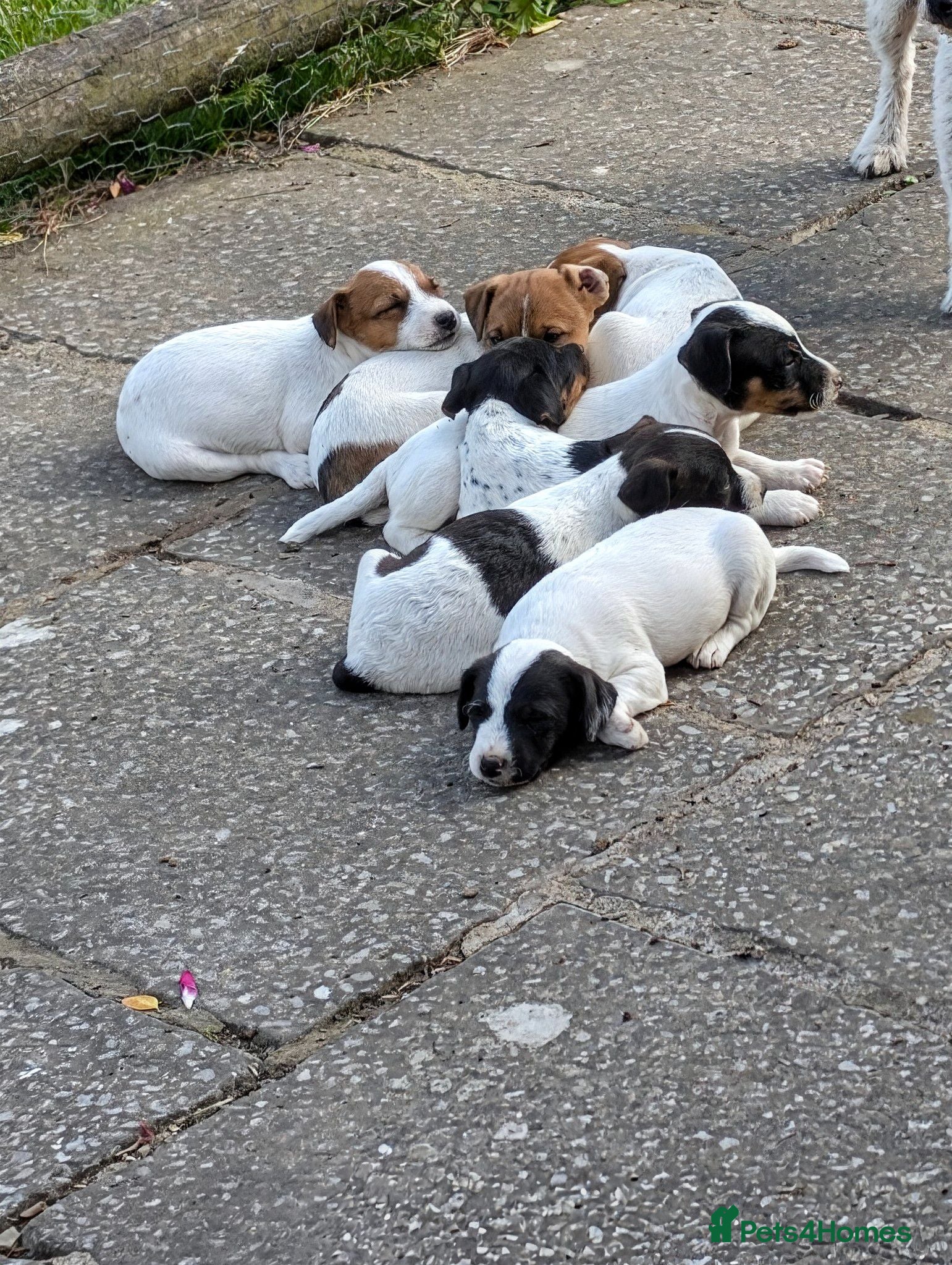 Jack Russell dogs Small strain Jack Russell pups - Advert 12