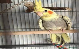 Cockatiels birds for sale: 4 month old male cockatiel  - Image 4