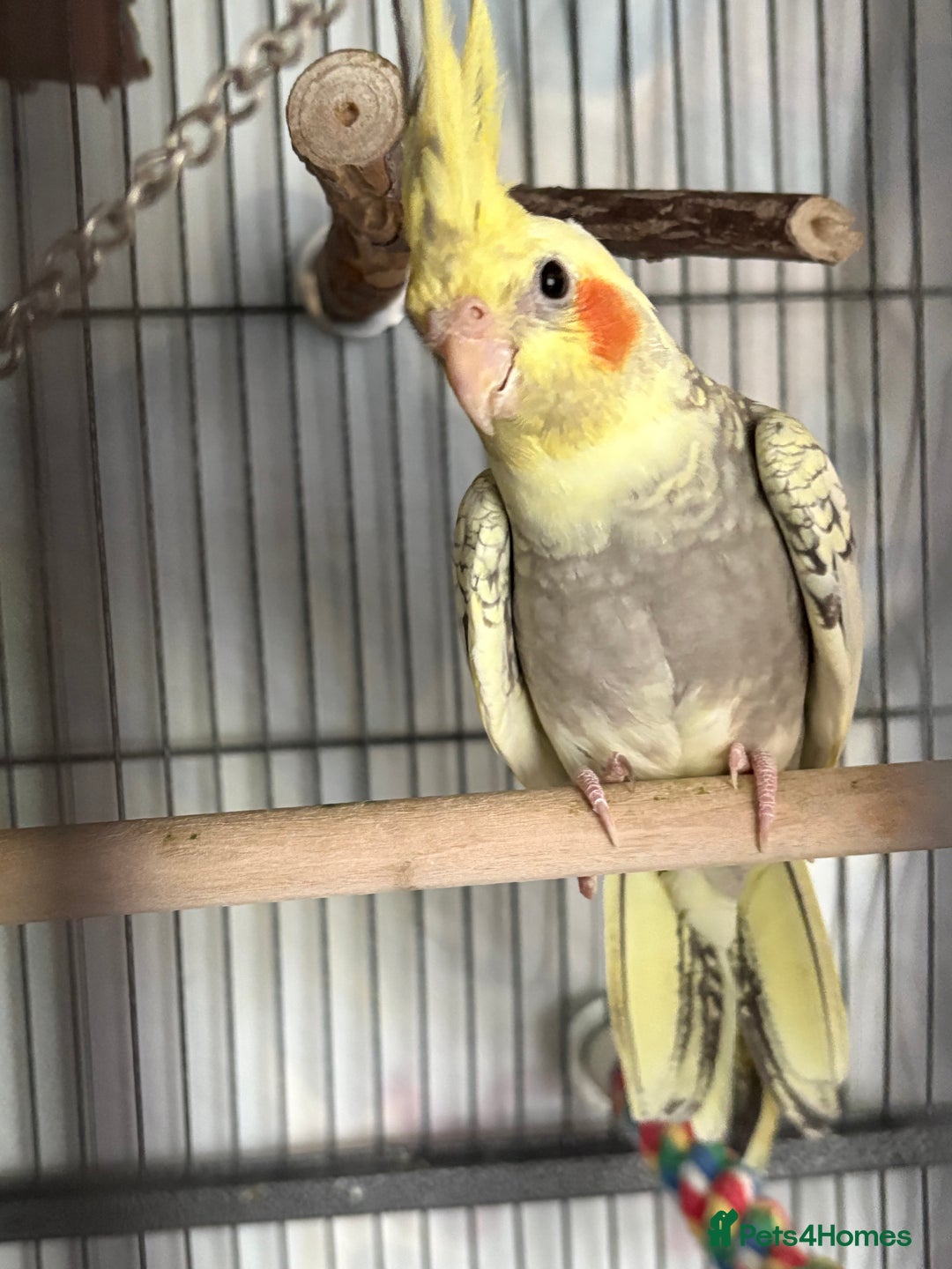 Cockatiels birds for sale: 4 month old male cockatiel  - Image 4