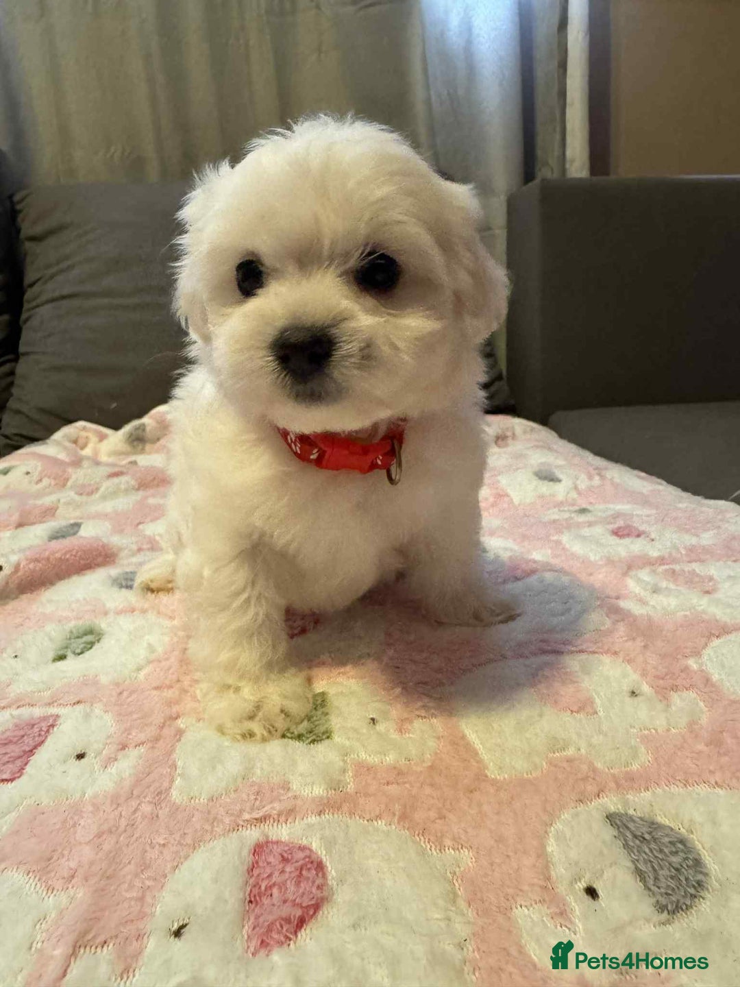 Maltese dogs for sale: Maltese puppies - Image 21