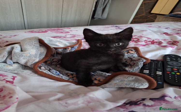 Mixed Breed cats - Advert 4