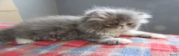 Persian cats for sale: Adorable female Persian kittens - Advert 9