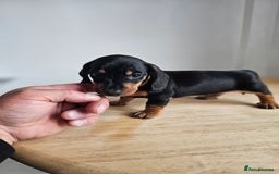 Miniature Dachshund dogs for sale: PRA CLEAR GORGEOUS MIN DACHSHUNDS  - Image 23