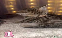 Mixed Breed cats for sale: Two Female kittens (Bengal/Persian mix - Image 12