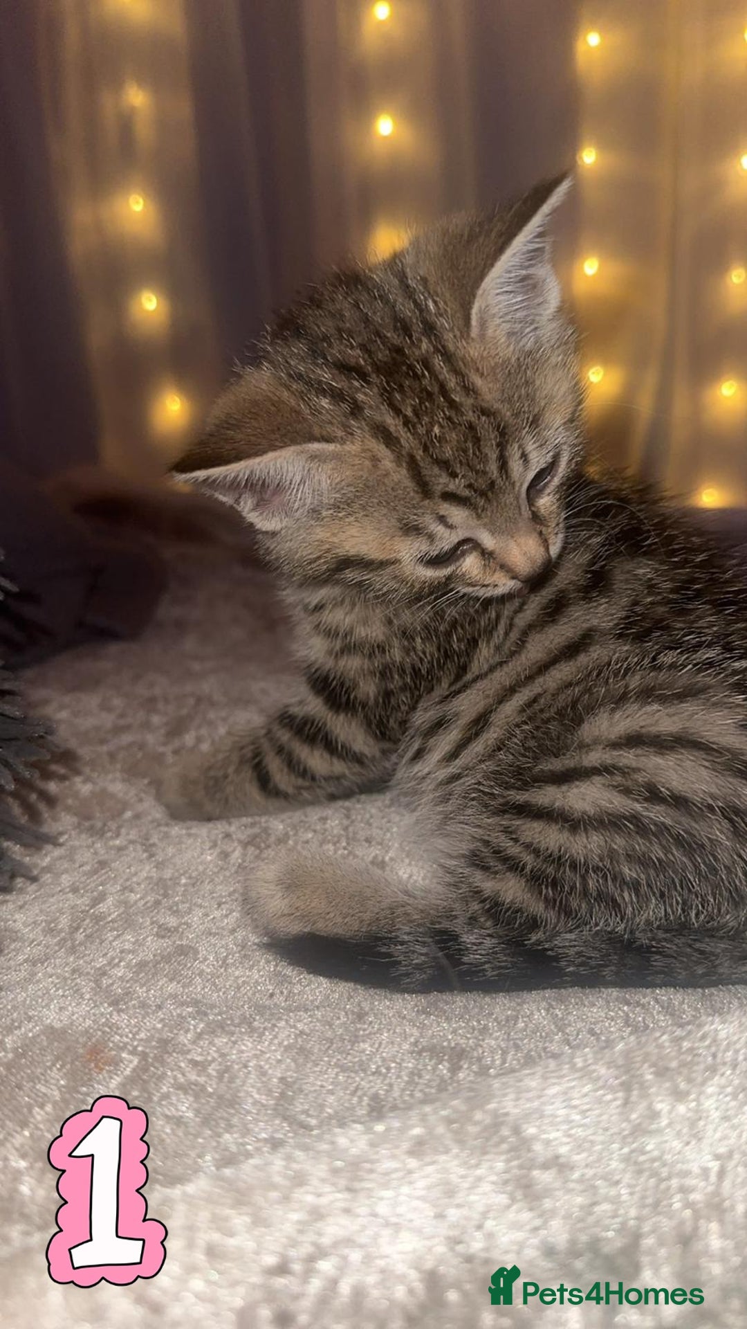 Mixed Breed cats for sale: Two Female kittens (Bengal/Persian mix - Image 12