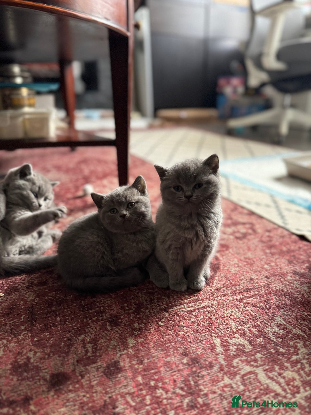 British Shorthair cats for sale: 🐾 British Shorthair × Scottish Straight Kittens - Advert 21