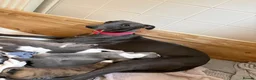 Whippet dogs for sale: Whippet puppies  - Advert 4