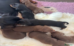 Miniature Dachshund dogs for sale: Miniature dachshund smooth hair pups  - Image 26