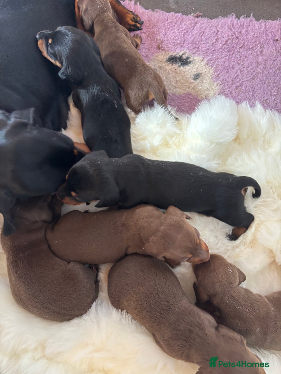 Miniature Dachshund dogs for sale: Miniature dachshund smooth hair pups  - Image 26