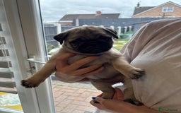 Pug dogs for sale: 🐾 Adorable Pug Puppies for Sale – £700 Each 🐾 - Image 3