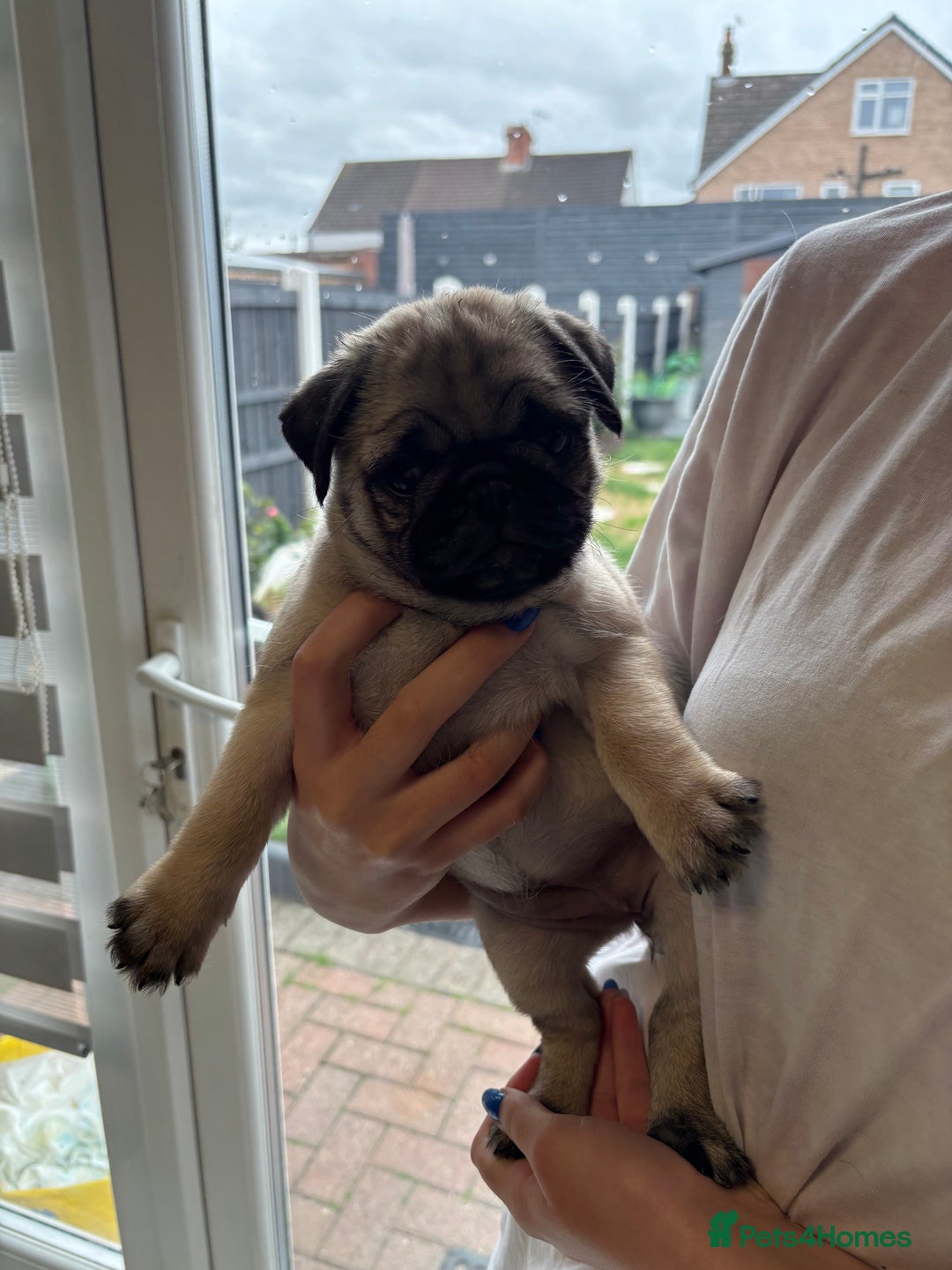 Pug dogs for sale: 🐾 Adorable Pug Puppies for Sale – £700 Each 🐾 - Image 3