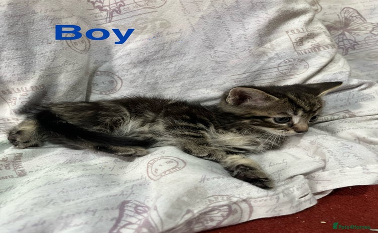 Mixed Breed cats - Advert 1