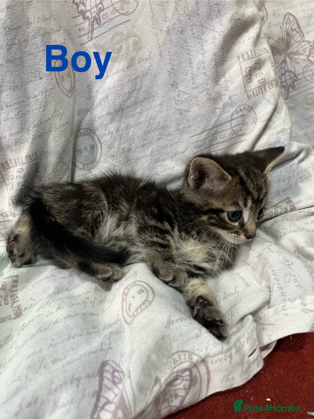 Mixed Breed cats for sale: 🐱 Gorgeous Kittens For Sale🐱 - Image 1